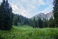 Meadow and Pines