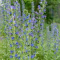 Blue flowers of the blueweed Royalty Free Stock Photo