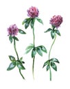 Meadow pink clover trefoil.