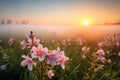 meadow of pink wildflowers in morning fog Royalty Free Stock Photo