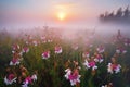 meadow of pink wildflowers in morning fog Royalty Free Stock Photo