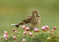 Meadow pipit (Anthus pratensis)