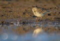 Meadow Pipit looking for fod on water edge at early spring