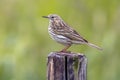 Meadow pipit perched on pole