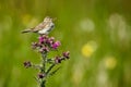 Meadow Pipit - Anthus pratensis sitting on Carduus - Carduus crispus, with insects in the beak. Wildife scene from Norway Royalty Free Stock Photo