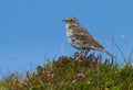 Meadow Pipit (Anthus pratensis) Royalty Free Stock Photo