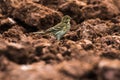 Meadow Pipit Anthus prathensis