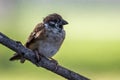 Meadow pipit bird with beautiful nature background Royalty Free Stock Photo