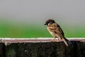 Meadow pipit bird with beautiful nature background Royalty Free Stock Photo