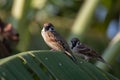 Meadow pipit bird with beautiful nature background Royalty Free Stock Photo