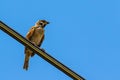 Meadow pipit bird standing on electric cable Royalty Free Stock Photo