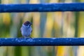 Meadow pipit bird standing on electric cable Royalty Free Stock Photo