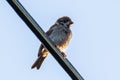 Meadow pipit bird standing on electric cable Royalty Free Stock Photo