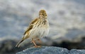 A meadow pipit on a pile ore a titlark