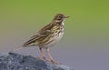 A meadow pipit on a pile ore a titlark