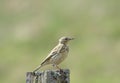 Meadow Pipit