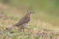 Meadow Pipit standing in the grass.