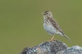 Meadow pipit on a wall