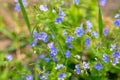 Meadow plant background: blue little flowers - forget-me-not close up Royalty Free Stock Photo