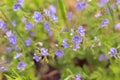 Meadow plant background: blue little flowers - forget-me-not close up Royalty Free Stock Photo