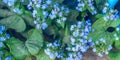 Meadow plant background: blue little flowers - forget-me-not close up and green grass. Shallow DOF Royalty Free Stock Photo