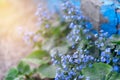 Meadow plant background: blue little flowers - forget-me-not close up and green grass. Shallow DOF Royalty Free Stock Photo