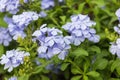 Meadow plant background: blue little flowers Royalty Free Stock Photo