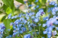 Meadow plant background: blue little flowers - forget-me-not close up and green grass Royalty Free Stock Photo