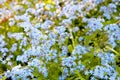 Meadow plant background: blue little flowers - forget-me-not close up and green grass Royalty Free Stock Photo