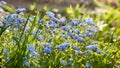 Meadow plant background: blue little flowers - forget-me-not close up and green grass. Forget-me-not flowers on a sunny morning Royalty Free Stock Photo