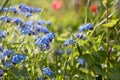 Meadow plant background: blue little flowers - forget-me-not close up and green grass. Forget-me-not flowers on a sunny morning Royalty Free Stock Photo