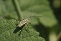 Meadow Plant Bug - Leptopterna dolabrata Royalty Free Stock Photo