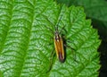 Meadow Plant Bug - Leptopterna dolabrata, Worcestershire, England. Royalty Free Stock Photo