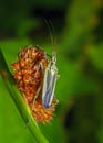 Meadow Plant Bug - Leptopterna dolabrata, in a Worcestershire woodland, England. Royalty Free Stock Photo