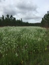 Meadow and Planted Pines