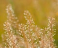 Meadow plants