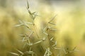 Meadow plants