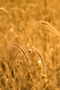 Meadow Plants Bathed In Golden Early Morning Light