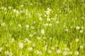 Meadow plants and dandelions