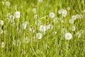 Meadow plants and dandelions