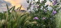 Meadow plants, purple flowers and cereals at sunset. The yellow-blue sky in the background. Close-up. Summer in the village Royalty Free Stock Photo