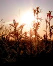 Meadow plants silhouette sunset sky Royalty Free Stock Photo