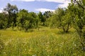 Meadow with plum trees Royalty Free Stock Photo