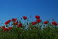 Meadow with popies Royalty Free Stock Photo