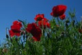 Meadow with popies Royalty Free Stock Photo