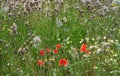 Meadow with poppies, chamomile and thistles Royalty Free Stock Photo