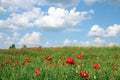 Meadow with poppies flowers and  blue sky with clouds nature Royalty Free Stock Photo