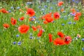 Meadow with wildflowers Ã¢â¬â poppy and cornflowers Royalty Free Stock Photo