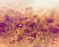 Meadow poppy flowers