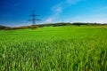 Meadow and power line Royalty Free Stock Photo